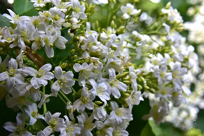 【保甲古道】桐花 【保甲古道】桐花