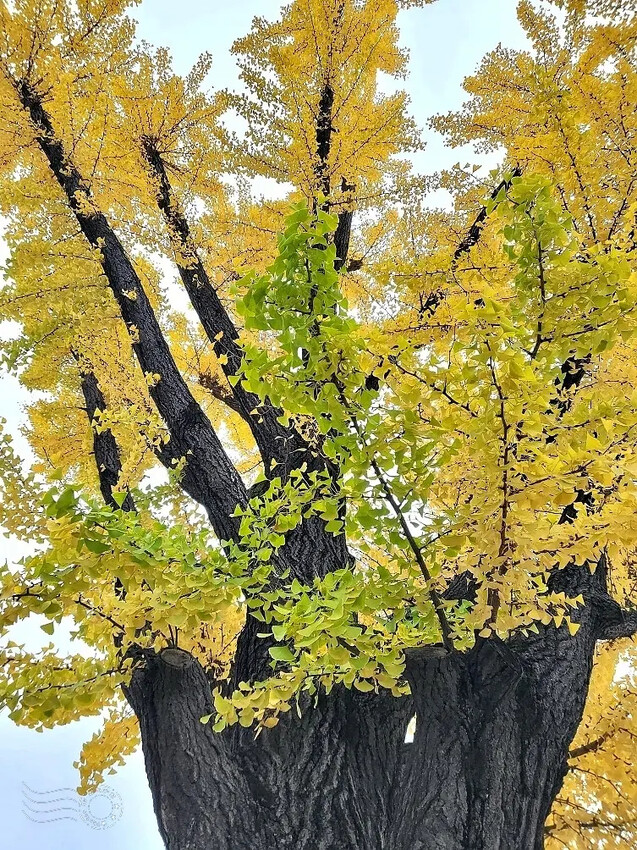 慶北女子高級學校銀杏樹