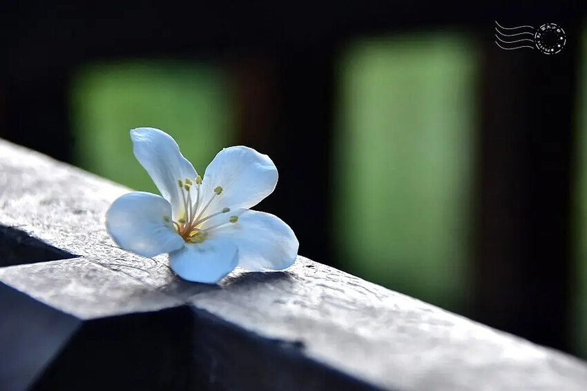 【保甲古道】桐花 【保甲古道】桐花