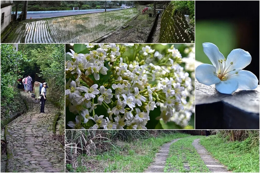 桃園楊梅【保甲古道】:賞桐花 桃園楊梅【保甲古道】:賞桐花