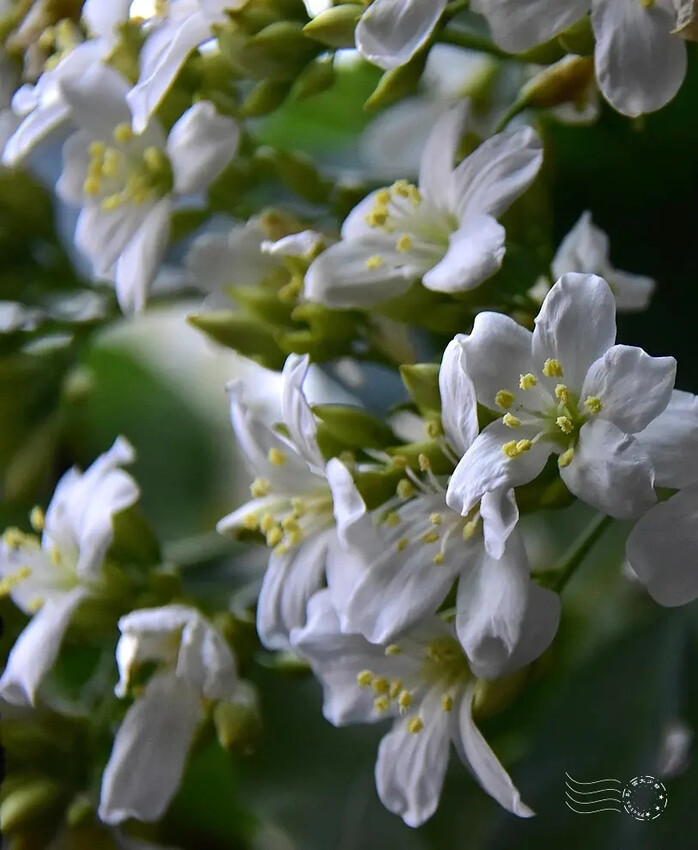 【保甲古道】 【保甲古道】