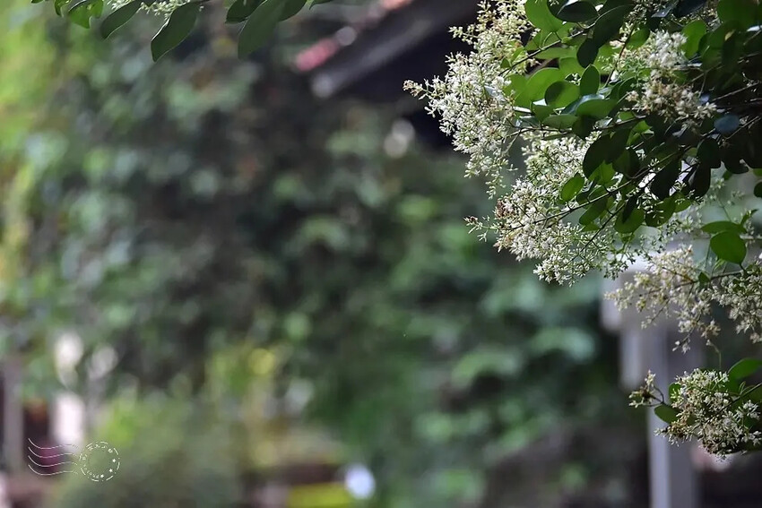 日本女貞 日本女貞