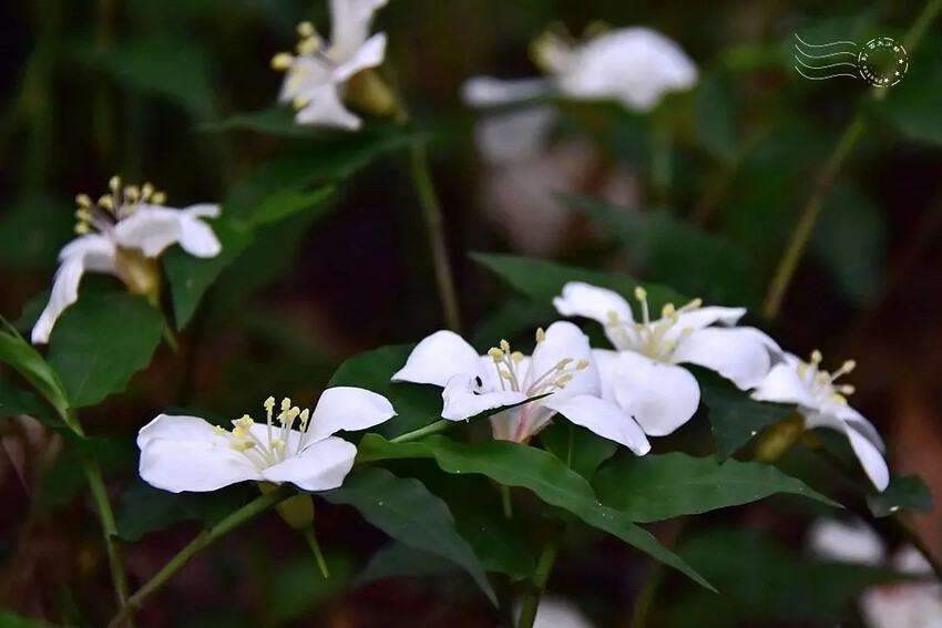 【保甲古道】桐花 【保甲古道】桐花