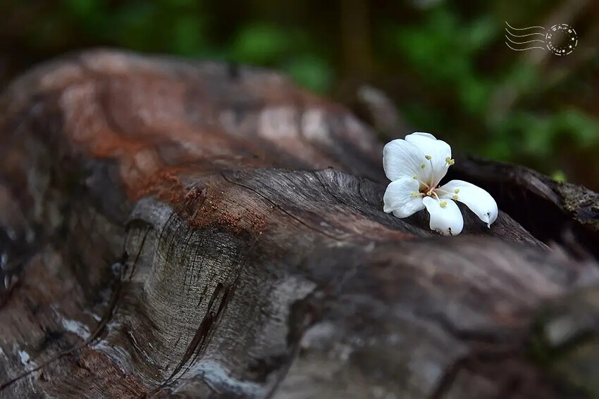 【保甲古道】桐花 【保甲古道】桐花