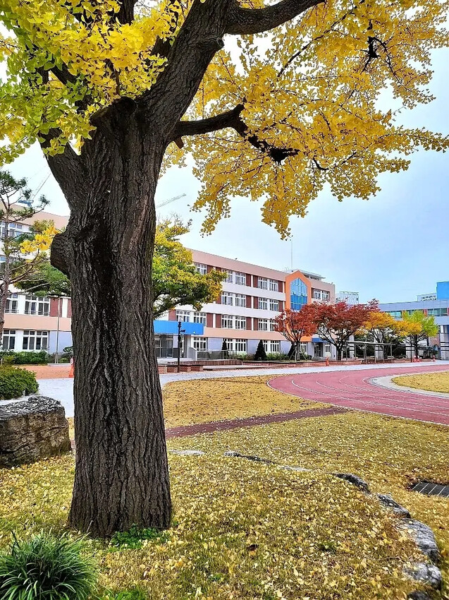 慶北女子高級學校銀杏樹
