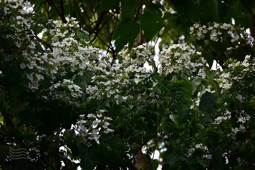 【保甲古道】桐花 【保甲古道】桐花