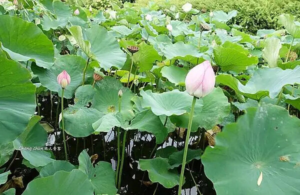 日本京都最古老的寺院【東寺】國寶巡禮隨記