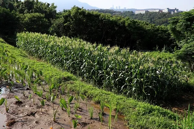 2025淡水奎柔山路百合花,05/17即時花況🌸|同場加映: 2025淡水奎柔山路百合花,05/17即時花況🌸|同場加映: