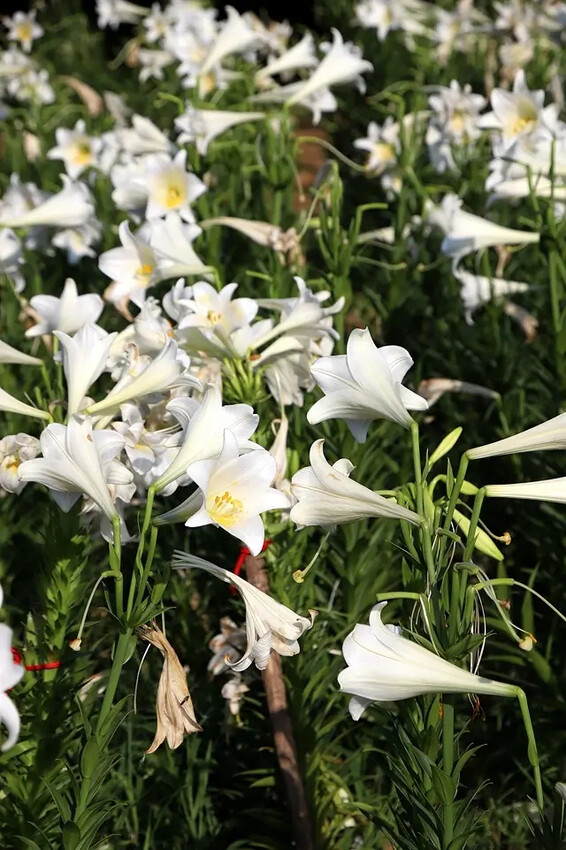 2025淡水奎柔山路百合花,05/17即時花況🌸|同場加映: 2025淡水奎柔山路百合花,05/17即時花況🌸|同場加映: