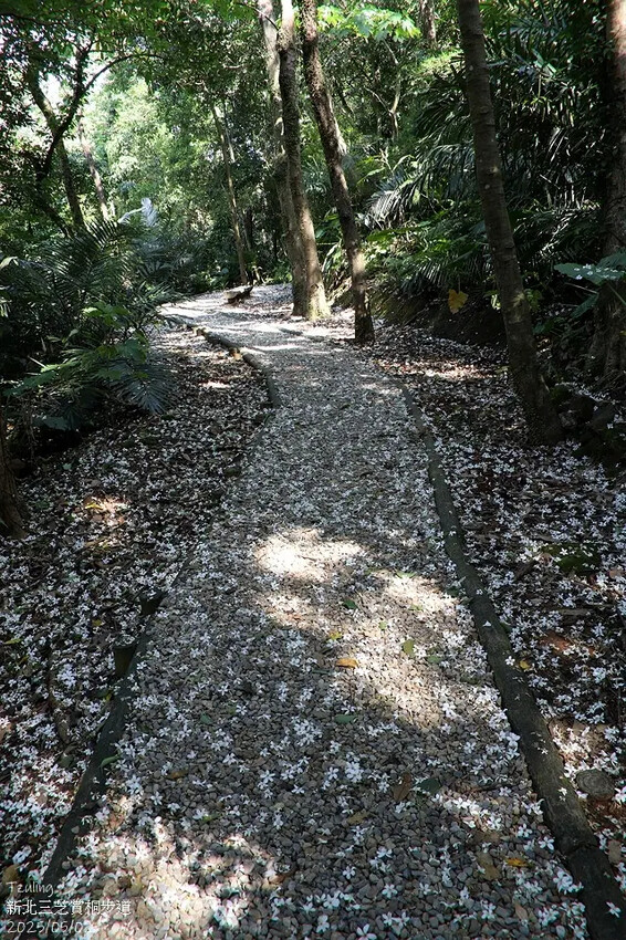 2025新北三芝賞桐步道🌸，5/2即時花況。