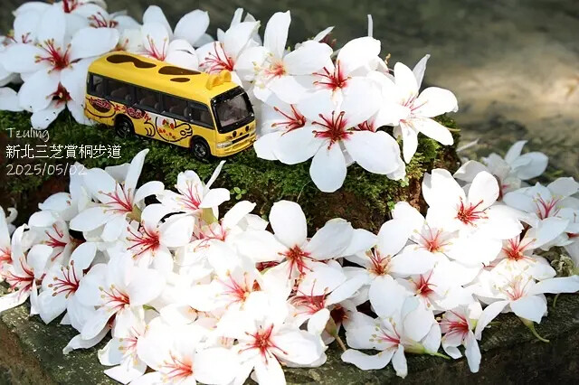 2025新北三芝賞桐步道🌸，5/2即時花況。
