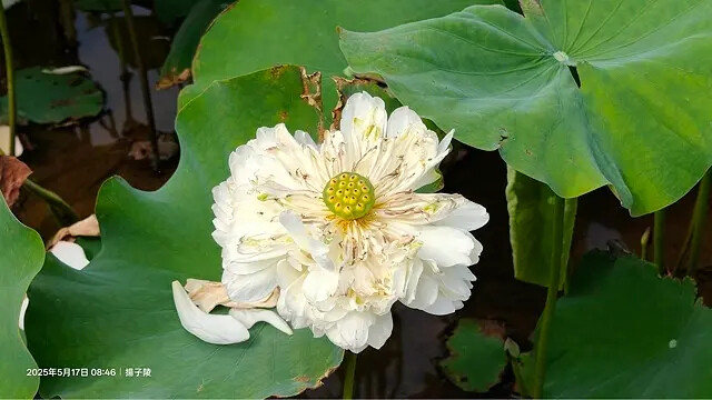 2025淡水奎柔山路百合花,05/17即時花況🌸|同場加映: 2025淡水奎柔山路百合花,05/17即時花況🌸|同場加映: