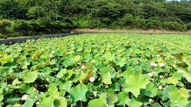 2025淡水奎柔山路百合花,05/17即時花況🌸|同場加映: 2025淡水奎柔山路百合花,05/17即時花況🌸|同場加映: