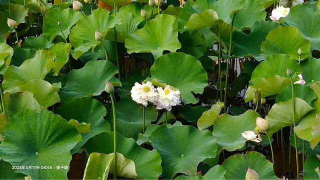 2025淡水奎柔山路百合花,05/17即時花況🌸|同場加映: 2025淡水奎柔山路百合花,05/17即時花況🌸|同場加映: