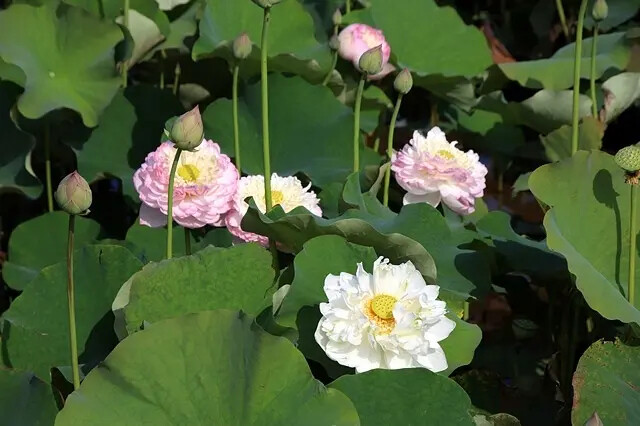 2025淡水奎柔山路百合花,05/17即時花況🌸|同場加映: 2025淡水奎柔山路百合花,05/17即時花況🌸|同場加映: