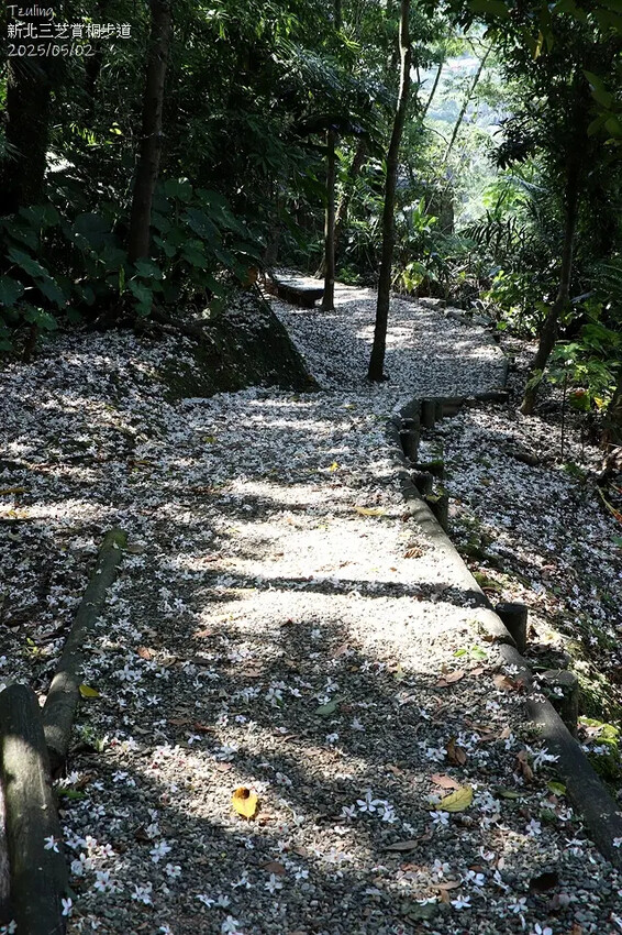 2025新北三芝賞桐步道🌸，5/2即時花況。