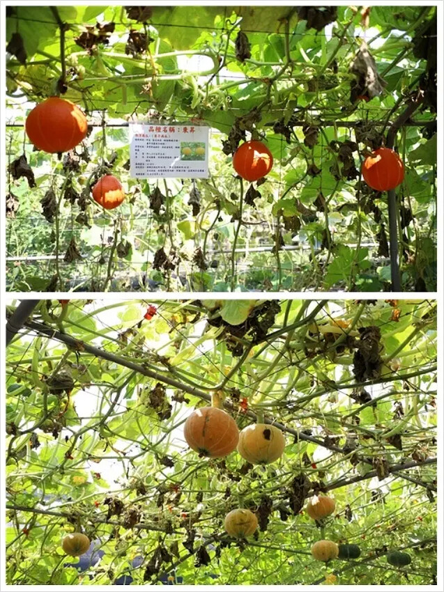 2025淡水奎柔山路百合花,05/17即時花況🌸|同場加映: 2025淡水奎柔山路百合花,05/17即時花況🌸|同場加映: