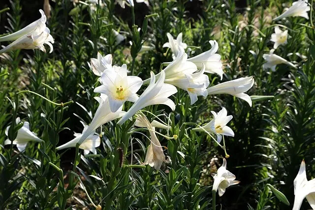 2025淡水奎柔山路百合花,05/17即時花況🌸|同場加映: 2025淡水奎柔山路百合花,05/17即時花況🌸|同場加映: