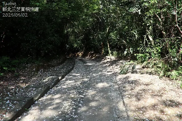 2025新北三芝賞桐步道🌸，5/2即時花況。