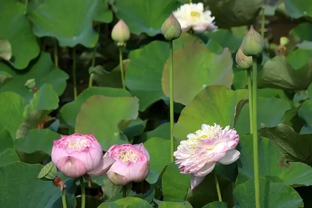2025淡水奎柔山路百合花,05/17即時花況🌸|同場加映: 2025淡水奎柔山路百合花,05/17即時花況🌸|同場加映: