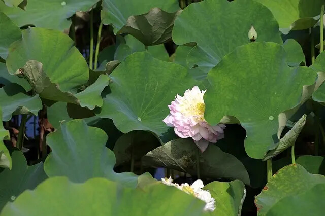 2025淡水奎柔山路百合花,05/17即時花況🌸|同場加映: 2025淡水奎柔山路百合花,05/17即時花況🌸|同場加映: