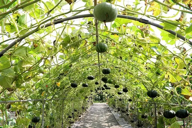 2025淡水奎柔山路百合花,05/17即時花況🌸|同場加映: 2025淡水奎柔山路百合花,05/17即時花況🌸|同場加映: