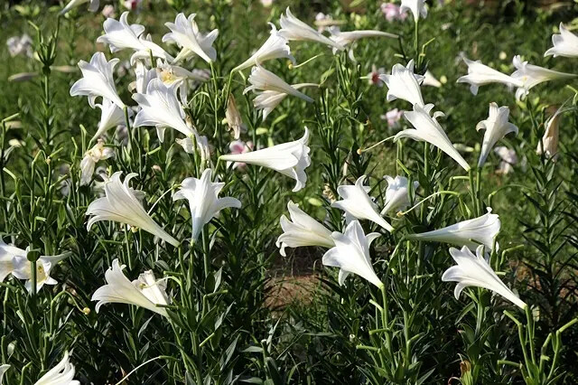 2025淡水奎柔山路百合花,05/17即時花況🌸|同場加映: 2025淡水奎柔山路百合花,05/17即時花況🌸|同場加映: