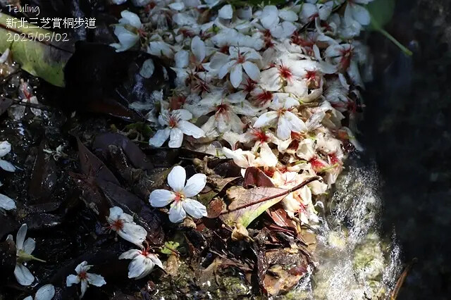 2025新北三芝賞桐步道🌸，5/2即時花況。