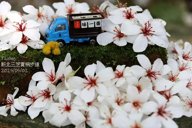 2025新北三芝賞桐步道🌸，5/2即時花況。
