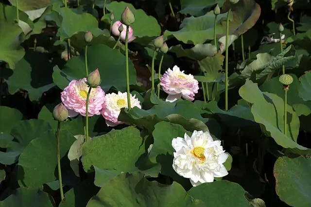 2025淡水奎柔山路百合花,05/17即時花況🌸|同場加映: 2025淡水奎柔山路百合花,05/17即時花況🌸|同場加映: