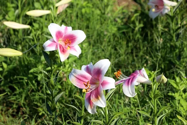 2025淡水奎柔山路百合花,05/17即時花況🌸|同場加映: 2025淡水奎柔山路百合花,05/17即時花況🌸|同場加映: