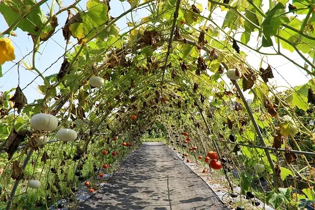 2025淡水奎柔山路百合花,05/17即時花況🌸|同場加映: 2025淡水奎柔山路百合花,05/17即時花況🌸|同場加映: