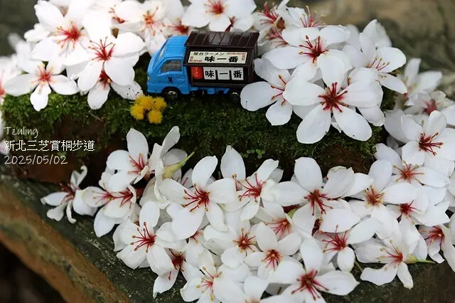 2025新北三芝賞桐步道🌸，5/2即時花況。