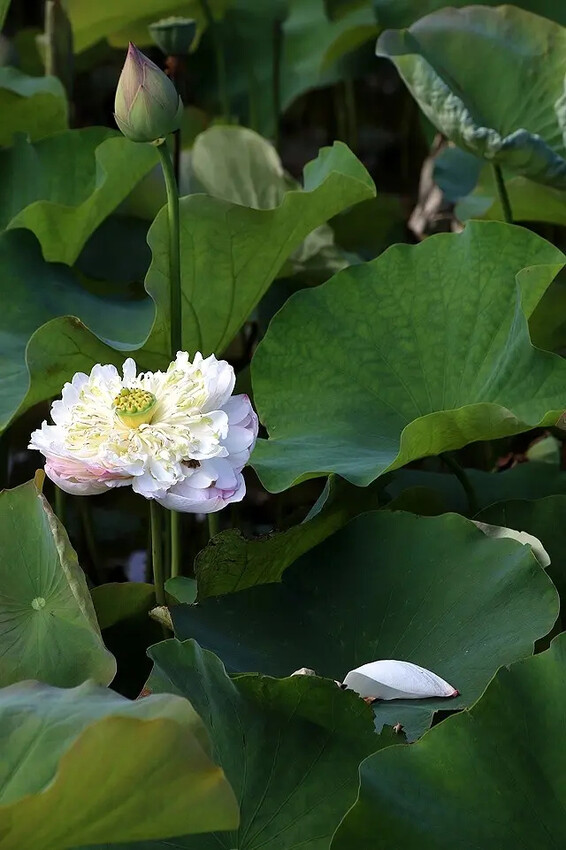 2025淡水奎柔山路百合花,05/17即時花況🌸|同場加映: 2025淡水奎柔山路百合花,05/17即時花況🌸|同場加映: