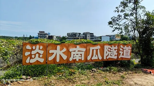 2025淡水奎柔山路百合花,05/17即時花況🌸|同場加映: 2025淡水奎柔山路百合花,05/17即時花況🌸|同場加映: