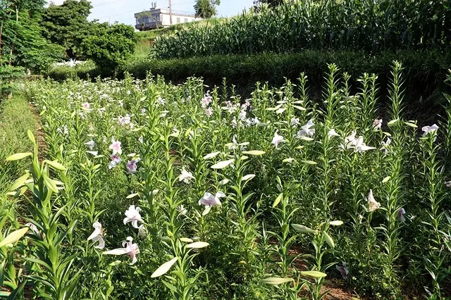 2025淡水奎柔山路百合花,05/17即時花況🌸|同場加映: 2025淡水奎柔山路百合花,05/17即時花況🌸|同場加映: