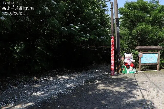 2025新北三芝賞桐步道🌸，5/2即時花況。