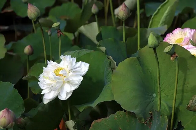 2025淡水奎柔山路百合花,05/17即時花況🌸|同場加映: 2025淡水奎柔山路百合花,05/17即時花況🌸|同場加映: