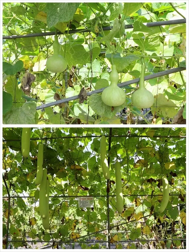 2025淡水奎柔山路百合花,05/17即時花況🌸|同場加映: 2025淡水奎柔山路百合花,05/17即時花況🌸|同場加映: