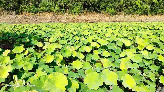 2025淡水奎柔山路百合花,05/17即時花況🌸|同場加映: 2025淡水奎柔山路百合花,05/17即時花況🌸|同場加映: