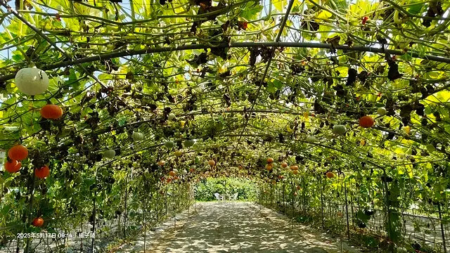 2025淡水奎柔山路百合花,05/17即時花況🌸|同場加映: 2025淡水奎柔山路百合花,05/17即時花況🌸|同場加映: