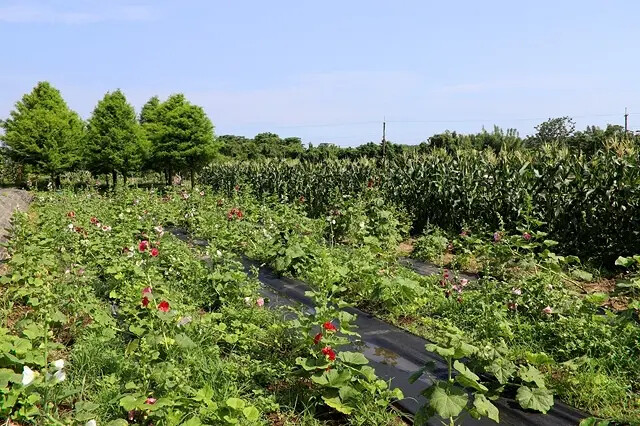 2025淡水奎柔山路百合花,05/17即時花況🌸|同場加映: 2025淡水奎柔山路百合花,05/17即時花況🌸|同場加映: