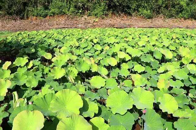 2025淡水奎柔山路百合花,05/17即時花況🌸|同場加映: 2025淡水奎柔山路百合花,05/17即時花況🌸|同場加映: