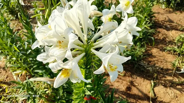 2025淡水奎柔山路百合花,05/17即時花況🌸|同場加映: 2025淡水奎柔山路百合花,05/17即時花況🌸|同場加映: