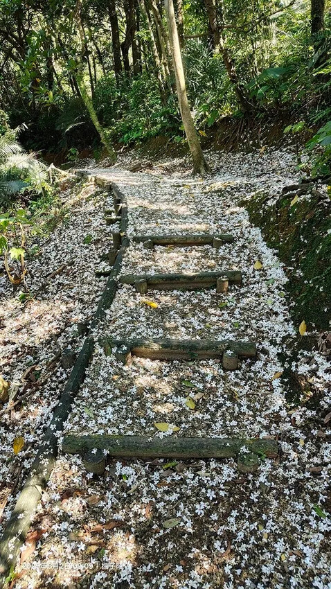 2025新北三芝賞桐步道🌸，5/2即時花況。