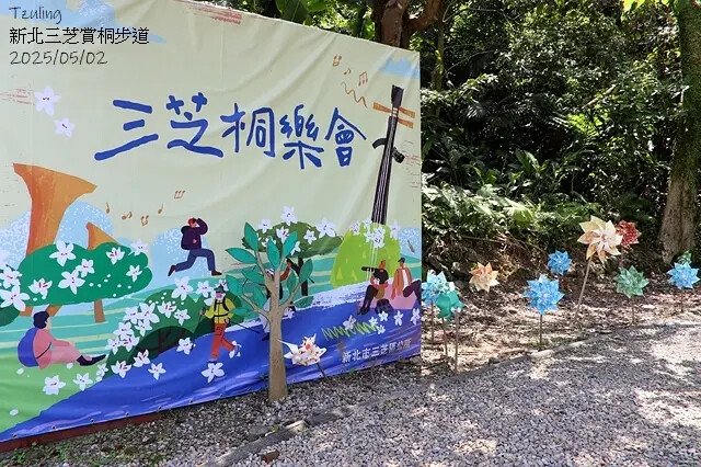 2025新北三芝賞桐步道🌸，5/2即時花況。