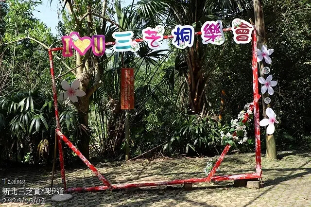 2025新北三芝賞桐步道🌸，5/2即時花況。