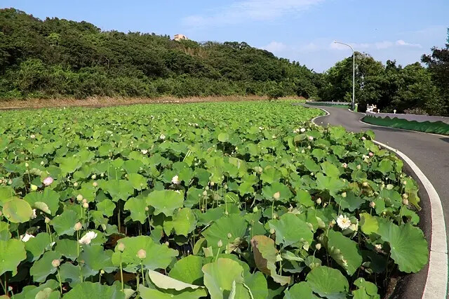 2025淡水奎柔山路百合花,05/17即時花況🌸|同場加映: 2025淡水奎柔山路百合花,05/17即時花況🌸|同場加映: