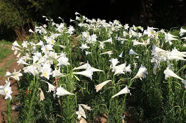 2025淡水奎柔山路百合花,05/17即時花況🌸|同場加映: 2025淡水奎柔山路百合花,05/17即時花況🌸|同場加映: