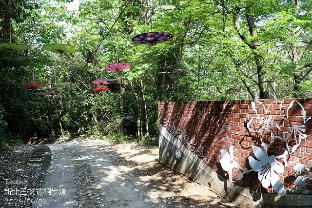 2025新北三芝賞桐步道🌸，5/2即時花況。